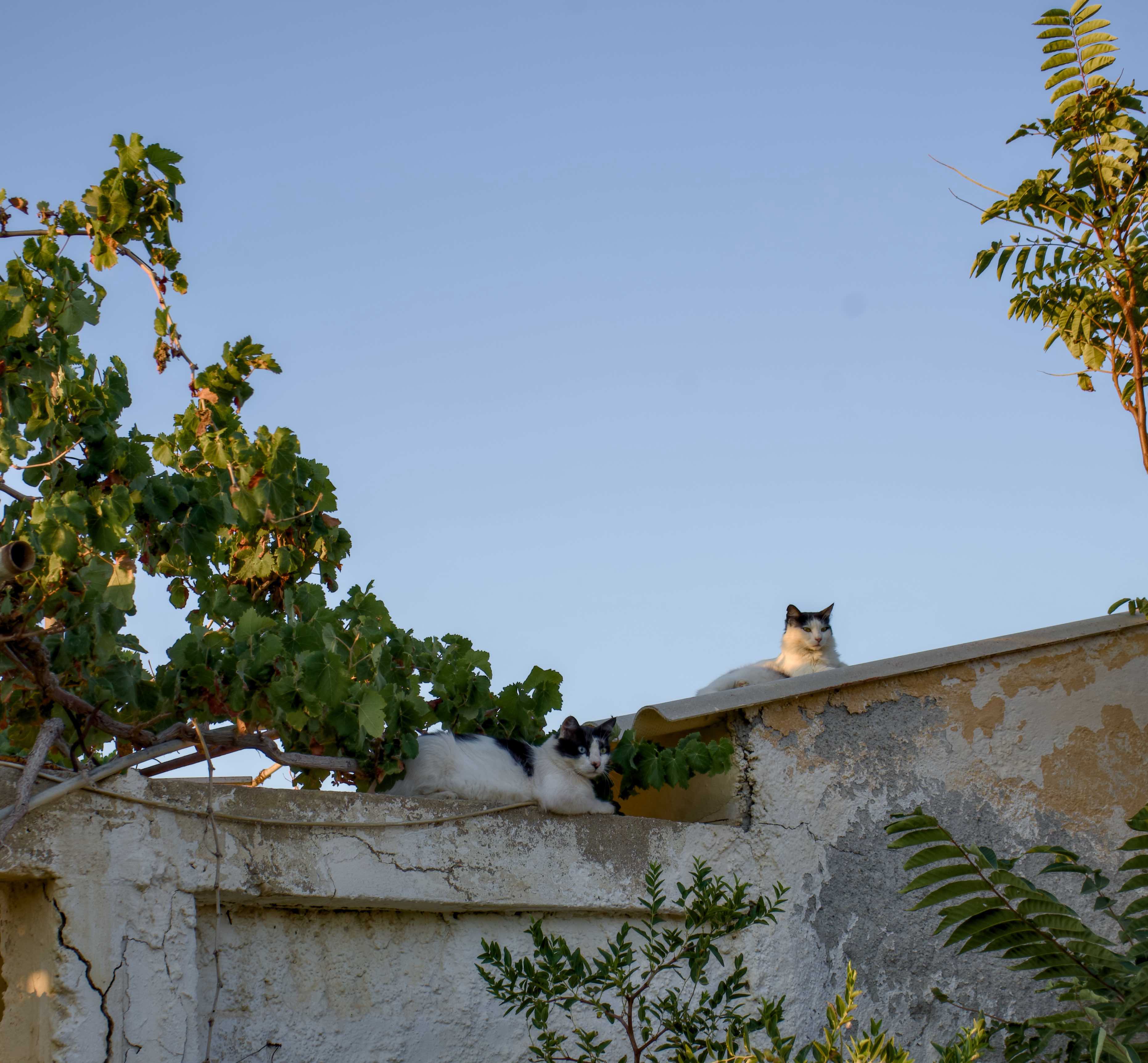 chania cats